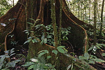 Buttress roots in lowland rainforest, Gunung Mulu National Park, Malaysia