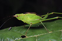 Katydid (Tettigoniidae) juvenile, Gunung Mulu National Park, Malaysia