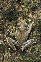 Mossy Tree Frog (Rhacophorus everetti), Kinabalu National Park, Malaysia