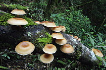 Mushrooms sprout from a rotting log, Gunung Kinabalu National Park, Malaysia
