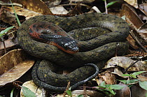 Fire-lipped Keelback (Rhabdophis murudensis) snake in leaf litter, Kinabalu National Park, Malaysia