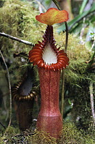 Pitcher Plant (Nepenthes edwardsiana) pitcher, Kinabalu National Park, Malaysia