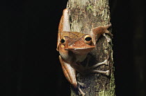 Collett's Tree Frog (Polypedates colletti), Bintulu, Borneo, Malaysia