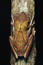 Collett's Tree Frog (Polypedates colletti) clinging to branch, Bintulu, Borneo, Malaysia