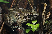 Lesser Swamp Frog (Limnonectes paramacrodon), Bintulu, Borneo, Malaysia