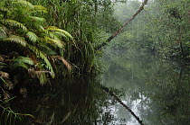 Slow-moving stream with tea-colored water characteristic of tropical peat swamp forests, Bintulu, Borneo, Malaysia