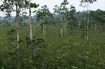 Peat bog, Bintulu, Borneo, Malaysia