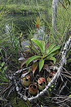 Pitcher Plant (Nepenthes bicalcarata) occasionally grows in peat bogs, Bintulu, Borneo, Malaysia