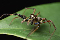 Jumping Spider (Bathippus sp) male, Bintulu, Borneo, Malaysia
