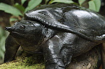 Malayan Softshell Turtle (Dogania subplana), Bintulu, Borneo, Malaysia