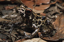 Glandular Frog (Rana glandulosa) in leaf litter, Bintulu, Borneo, Malaysia