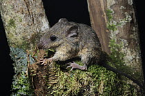 Ranee Mouse (Haeromys margarettae), Bintulu, Borneo, Malaysia