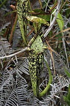 Pitcher Plant (Nepenthes hemsleyana) upper pitcher, Bintulu, Borneo, Malaysia