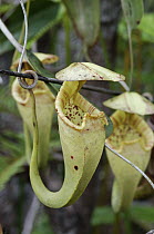 Pitcher Plant (Nepenthes rafflesiana) upper pitchers, Bintulu, Borneo, Malaysia