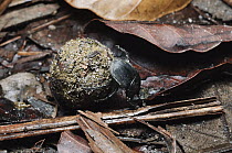 Dung Beetle (Gymnopleurus sp) rolling ball made from monkey droppings in which it will deposit its eggs, Bako National Park, Malaysia