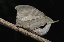 Grasshopper (Chorotypus gallinaceus) mimic of dead leaf, Bako National Park, Malaysia
