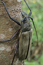 Long Horn Beetle (Xixuthrus microcerus), Gunung Penrissen, Borneo, Malaysia