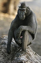 Celebes Black Macaque (Macaca nigra), Tangkoko Nature Reserve, Sulawesi, Indonesia