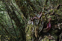 Pitcher Plant (Nepenthes hamata) in rainforest, central Sulawesi, Gunung Tambusisi, Morowali Nature Reserve, Indonesia