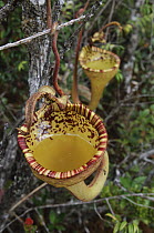 Pitcher Plant (Nepenthes eymae) upper pitchers showing liquid, Gunung Tambusisi, Morowali Nature Reserve, central Sulawesi, Indonesia
