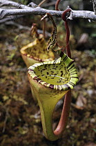 Pitcher Plant (Nepenthes eymae) upper pitchers showing liquid, Gunung Tambusisi, Morowali Nature Reserve, central Sulawesi, Indonesia