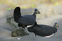 Maleo (Macrocephalon maleo) digging hole in sand for the fe male to lay an egg, Bakiriang Wildlife Reserve, Indonesia