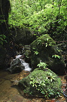 Stream in lowland rainforest among limestone, Gunung Braang, Padawan, Borneo, Malaysia