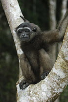 M?ller's Bornean Gibbon (Hylobates muelleri) juvenile, Bau, Malaysia
