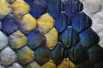 Reticulated Python (Python reticulatus) scales, Jakarta, Indonesia