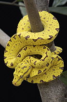 Green Tree Python (Morelia viridis) young, Jakarta, Indonesia