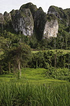 Land surrounding the Kongbeng Cave planted with hill rice, Indonesia
