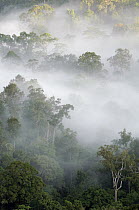 Mist over rainforest at dawn, Gunung Buntung, Indonesia