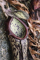 Pitcher Plant (Nepenthes mapuluensis) pitcher, Gunung Buntung, Borneo, Indonesia