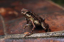 True Toad (Pelophryne signata) lives amongst leaf litter on the lowland rainforest floor, Similajau National Park, Malaysia