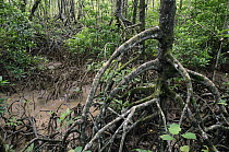 Mangrove (Rhizophora sp) aerial roots, Similajau National Park, Malaysia