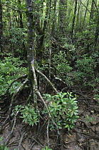 Mangrove (Rhizophora sp) aerial roots, Similajau National Park, Malaysia