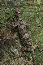 Dusky Gliding Lizard (Draco obscurus) camouflaged on tree trunk, Fairy Cave, Bau, Malaysia