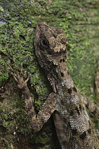 Dusky Gliding Lizard (Draco obscurus), Fairy Cave, Bau, Malaysia