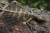 Flying Dragon (Draco quinquefasciatus) showing ribbed wings, Bintulu, Borneo, Malaysia