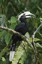 Black Hornbill (Anthracoceros malayanus) calling, Bau, Malaysia