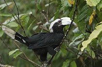 Black Hornbill (Anthracoceros malayanus), Bau, Malaysia