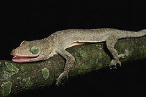 Green-eyed Gecko (Gekko smithi), Jakarta, Indonesia