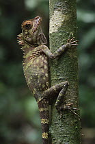 Borneo Anglehead Lizard (Gonocephalus bornensis), Kubah National Park, Malaysia