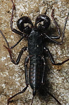 Whip Scorpion from a limestone cave, Bau, Malaysia