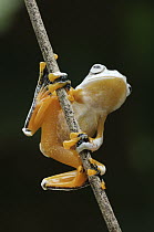 Reinwardt's Flying Frog (Rhacophorus reinwardtii), Kuching, Borneo, Malaysia