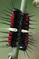 Nymphalid Butterfly (Cethosia sp) caterpillars with aposematic coloration, Kubah National Park, Malaysia
