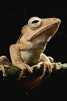 Bornean Eared Frog (Polypedates otilophus), Kubah National Park, Malaysia