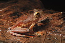 Harlequin Flying Tree Frog (Rhacophorus pardalis), Kubah National Park, Malaysia