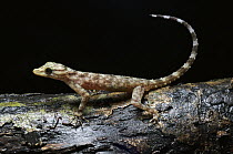 Kendall's Rock Gecko (Cnemaspis kendallii) displaying, Kubah National Park, Malaysia