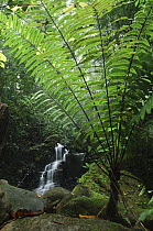 Tree Fern (Cyathea moluccana) and waterfall, Kubah National Park, Malaysia